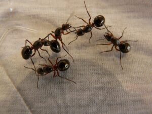 wood ant queens, ants, wood ants, formica, red wood ant, formica rufa, formica polyctena, ant queen, queen, animal, nature, ant queens, ants, ants, ants, ants, ants